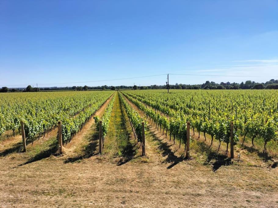 Cosy Cottage With Vineyard View Near Goodwood شيشستر المظهر الخارجي الصورة
